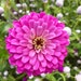 see more listings in the Zinnia Seeds section