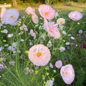 Blush Cupcake Cosmos, 25 Seeds Pink Cosmos, Great for Pollinator Gardens