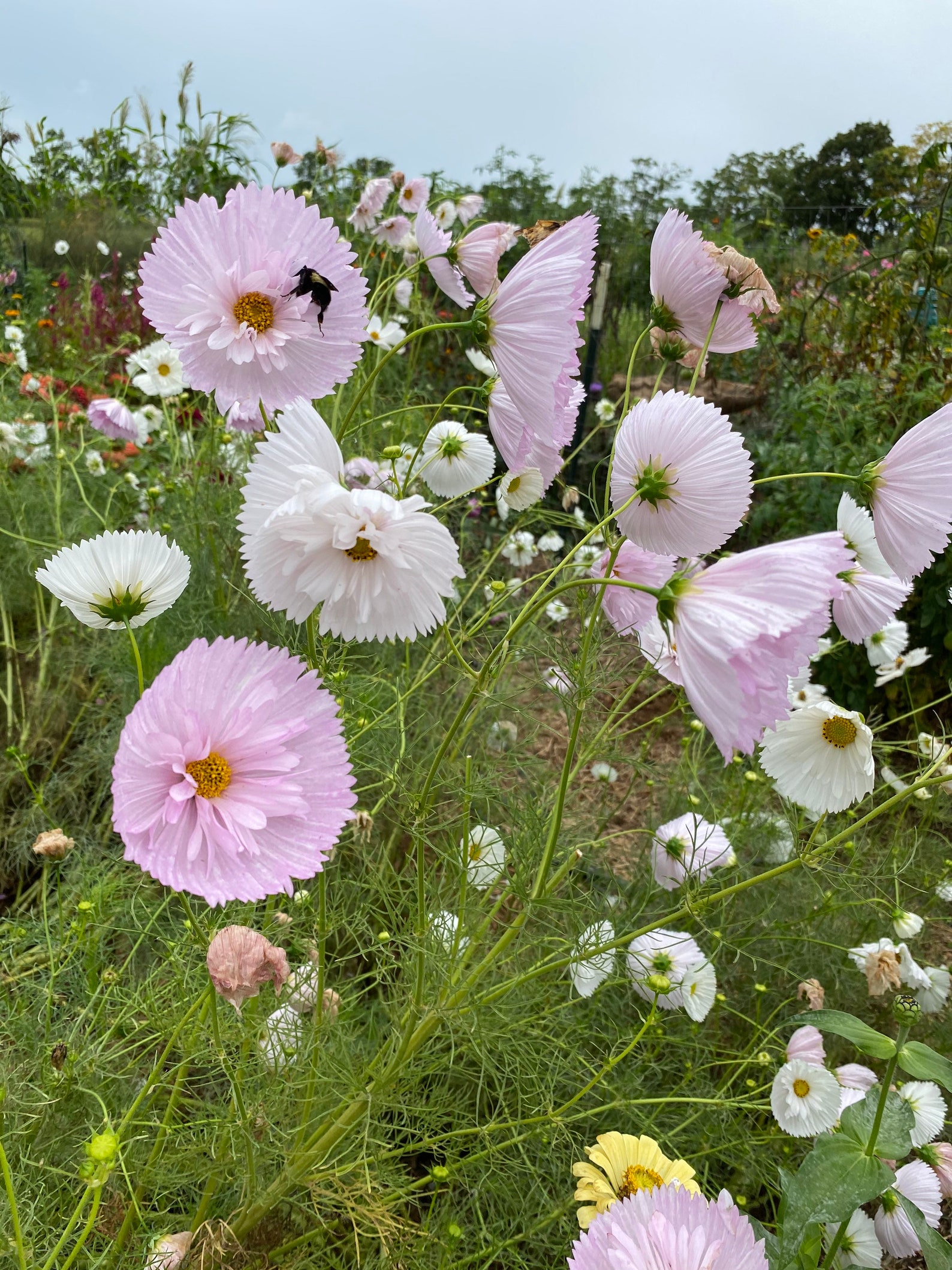 Blush Cupcake Cosmos Seed Pink Cosmos Seeds Great for Cut | Etsy