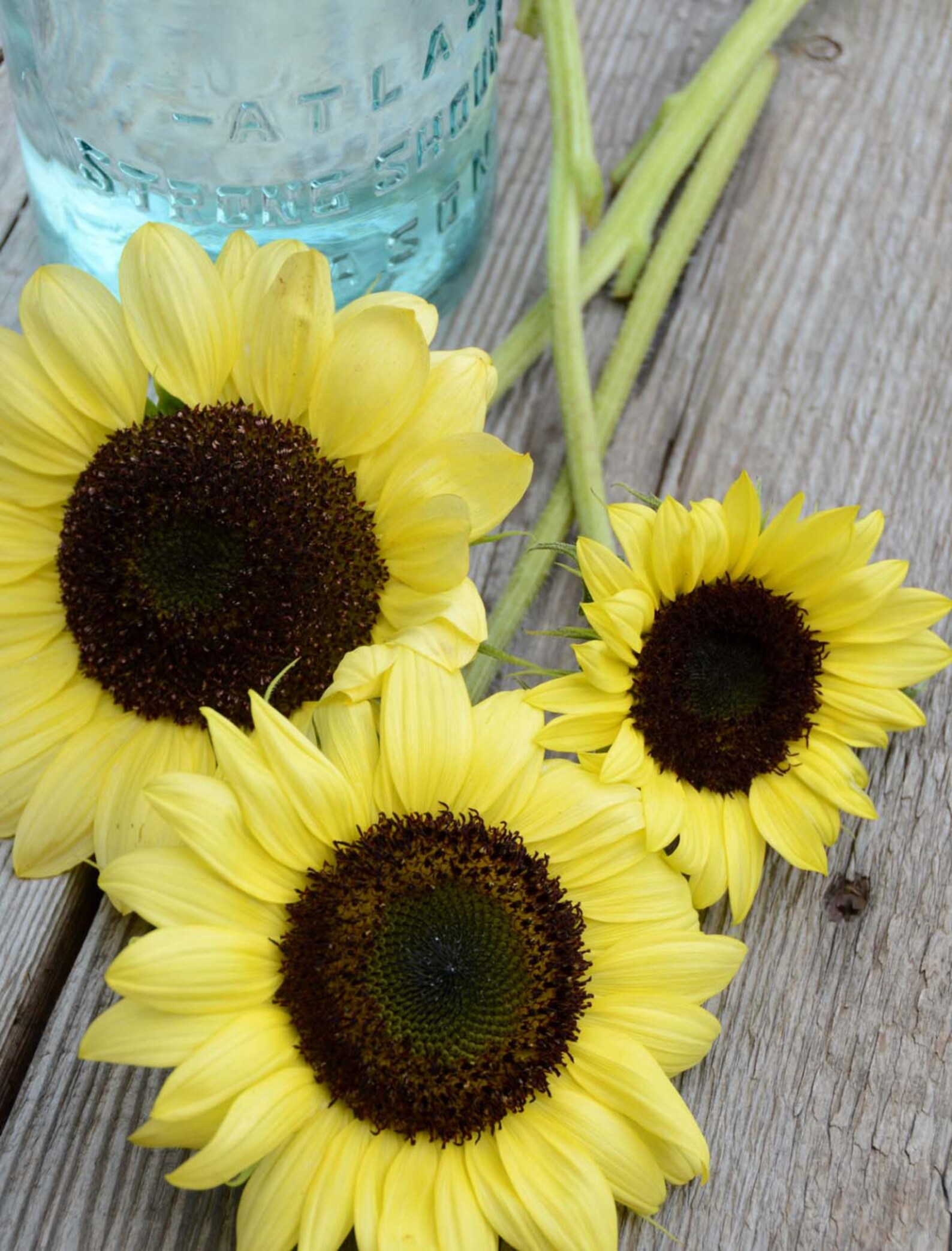 Valentine Sunflower Seeds Yellow Sunflowers Great for Cut Etsy