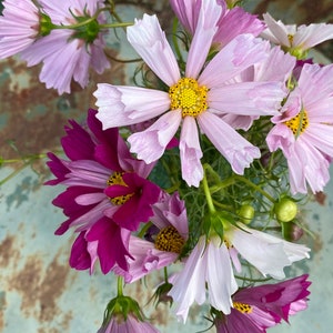 Seashells Cosmos, Mixed Cosmos Seeds