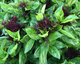 Cardinal Basil, Thai Basil Seeds, Great for Container Gardens and Small Space Garden