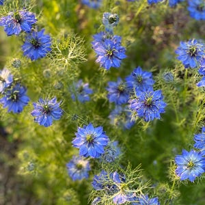 Nigella Flower Seeds, Blue Love-in-a-Mist, Cottage Garden Favorite