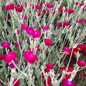 Rose Campion Seeds, Lychnis coronaria, Heirloom Seeds, Cottage Style Garden Favorite, Great Drought Tolerant Perennial Plant image 3