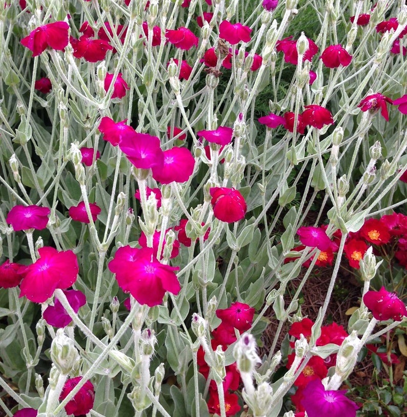 Rose Campion Seeds, Lychnis coronaria, Heirloom Seeds, Cottage Style Garden Favorite, Great Drought Tolerant Perennial Plant image 3