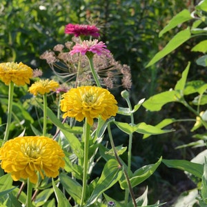 Benary's Giant Mix Zinnia Seeds, 25 Seeds for Mixed Color Zinnias image 7