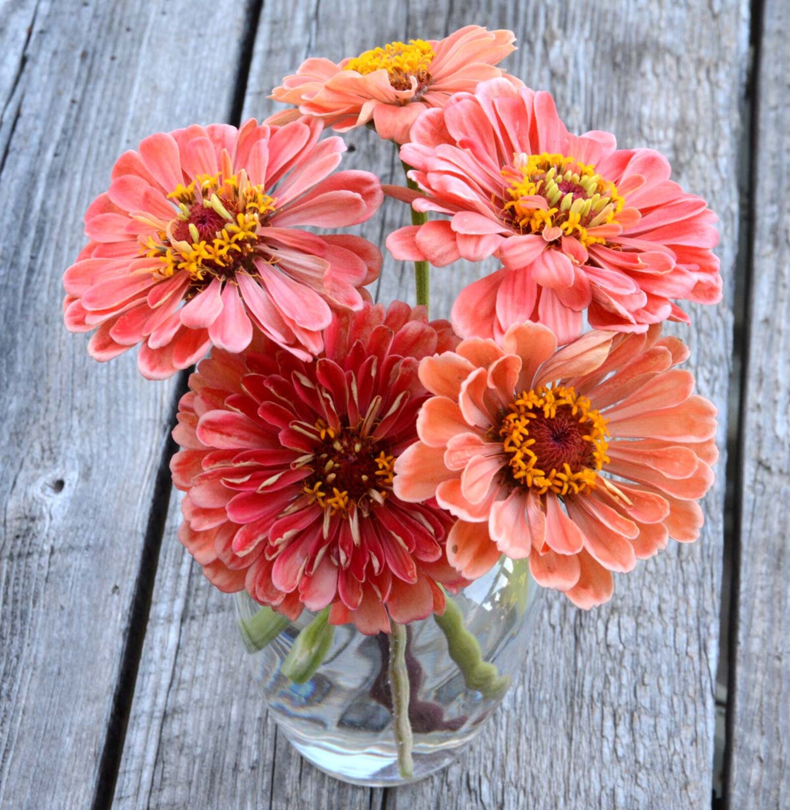 Pastel Zinnia Seeds Heirloom Zinnias Mix Pastel Zinnia Etsy