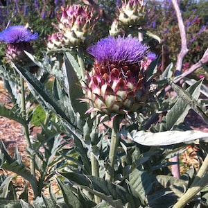 Cardoon Seeds, Cynara cardunculus Seeds, Wild Artichoke