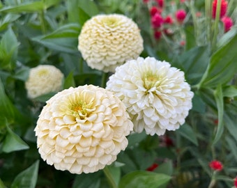 Oklahoma Ivor y Zinnia Seed, 25 Seeds Off White Zinnias, Great Cut Flower Zinnia Variety