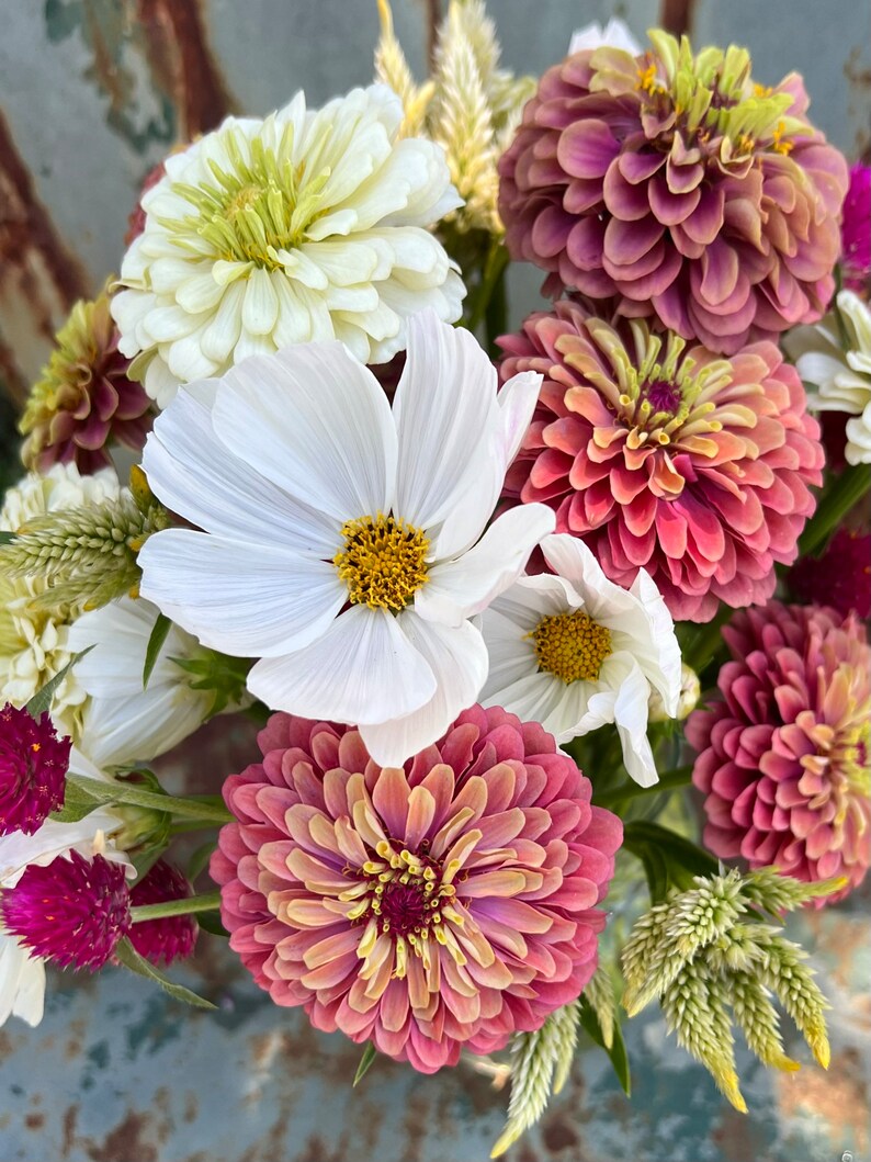 Flower Garden Seed Collection 5 Seed Varieties for Cut Flower Etsy