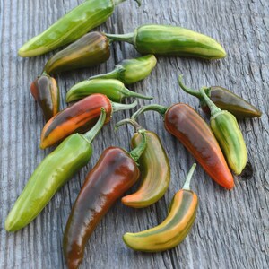 colorful hot peppers Fish Pepper