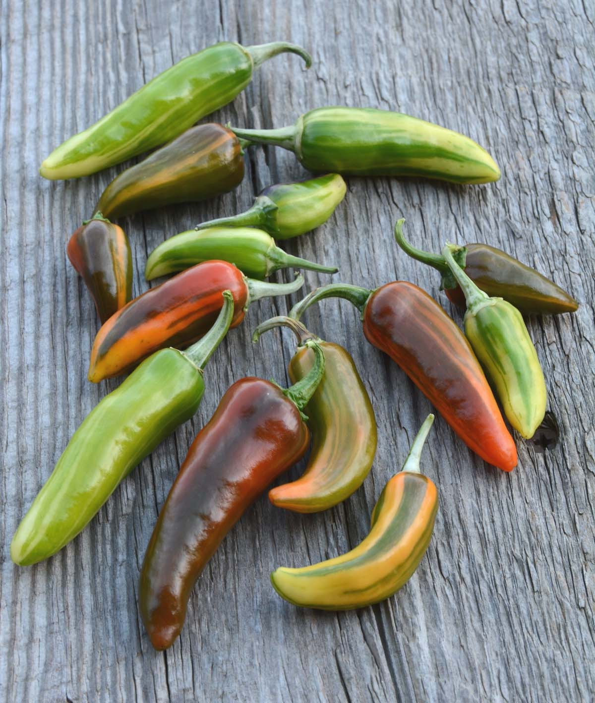 Hot Pepper Seeds Fish Peppers Heirloom Pepper Seeds Great Etsy