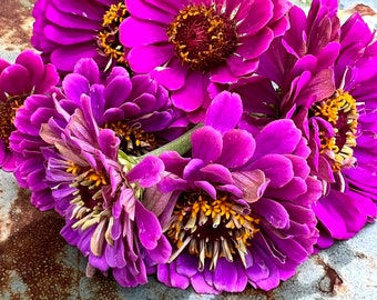 Purple Dream Zinnia Seeds, Single and Semi Double Zinnia Flowers in Purple Shades, Great for Butterfly Gardens and Cut Flower Gardens