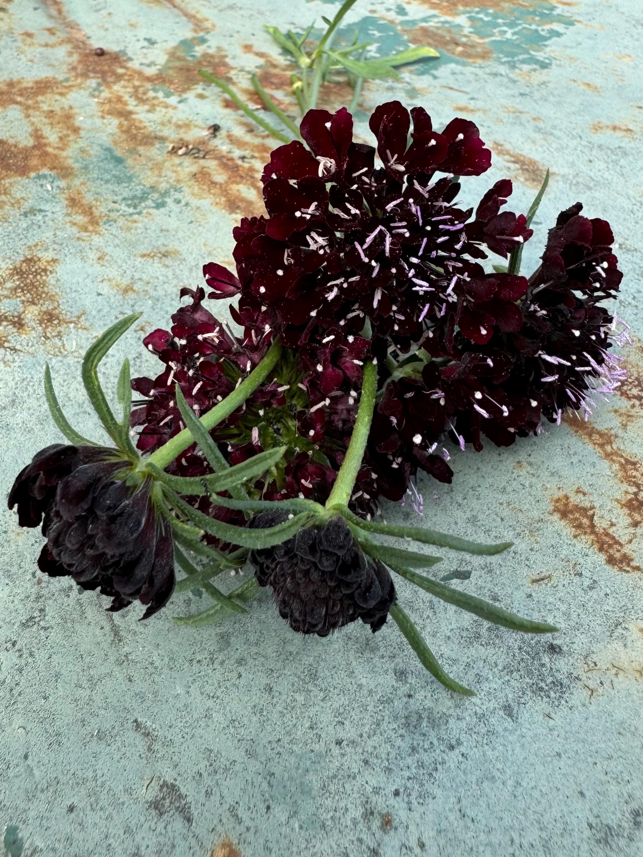 Black Knight Scabiosa Seeds, Annual Scabiosa for Cut Flower Gardens