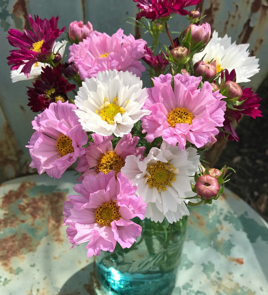 Double Cosmos Seeds Double Click Cosmos Mix Great for Cut