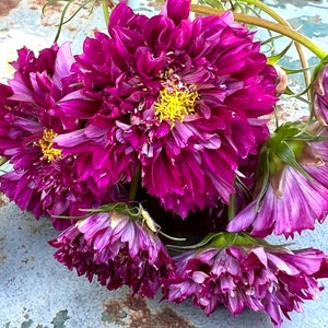 May include: A bouquet of vibrant magenta cosmos flowers with yellow centers. The flowers are arranged on a rustic, blue and brown metal surface.