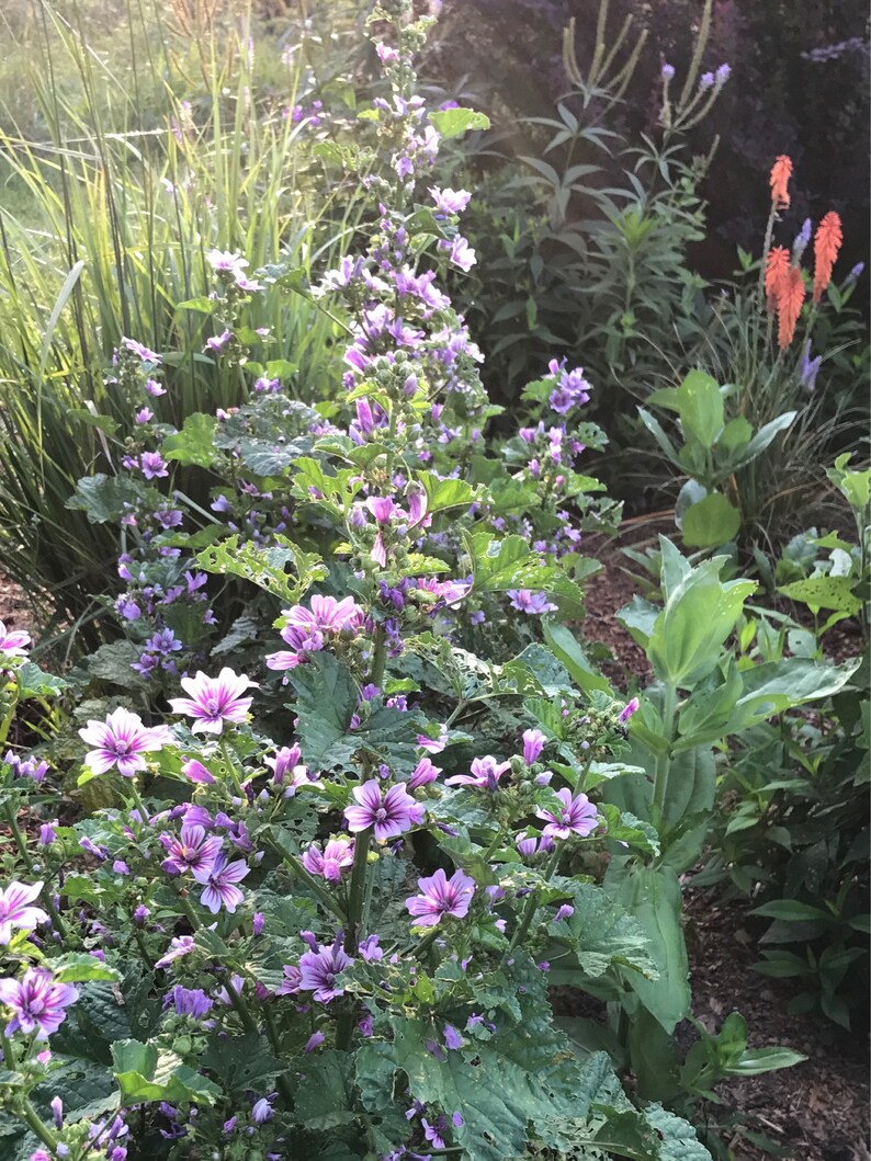 Malva Sylvestris Zebrina Mallow Seeds Cottage Garden Etsy