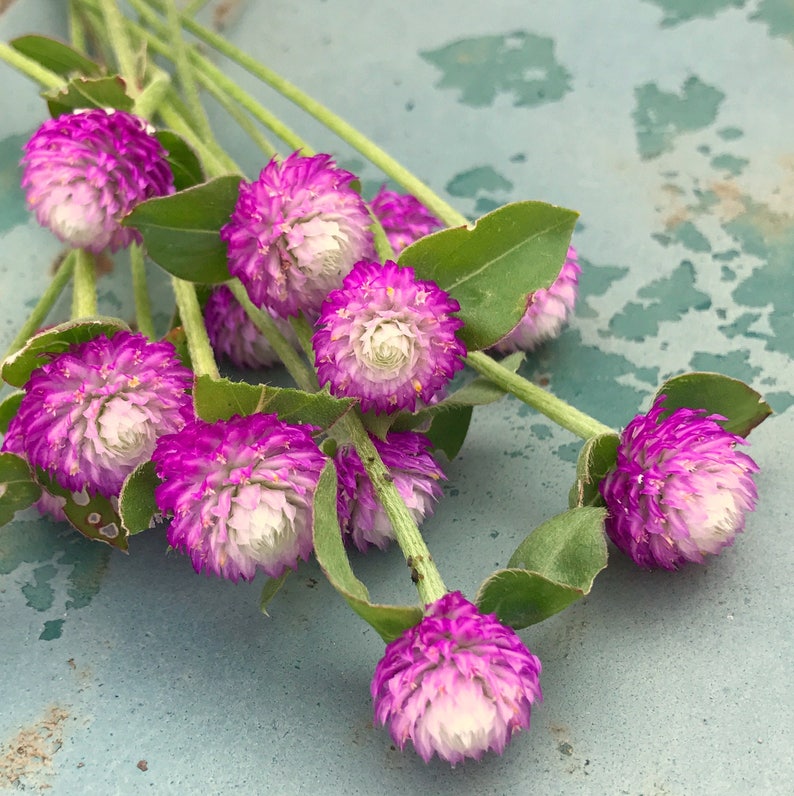 Audray Mix Gomphrena Seeds - Thumbnail 3
