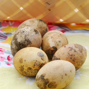 Nest Egg Gourd Seeds, 25 Seeds Birds Egg Gourds, Easy to Grow and Dry, Egg Gourds for Crafts and Decorations