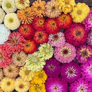 Premium Cut Flower Zinnia Mix, Colorful Zinnias for Cut Flower Gardens