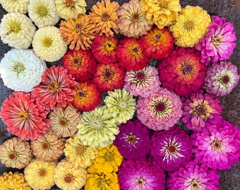 Premium Cut Flower Zinnia Mix, Colorful Zinnias for Cutting Garden and Butterfly Gardens, Zinnia Seed Mix