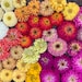 see more listings in the Zinnia Seeds section