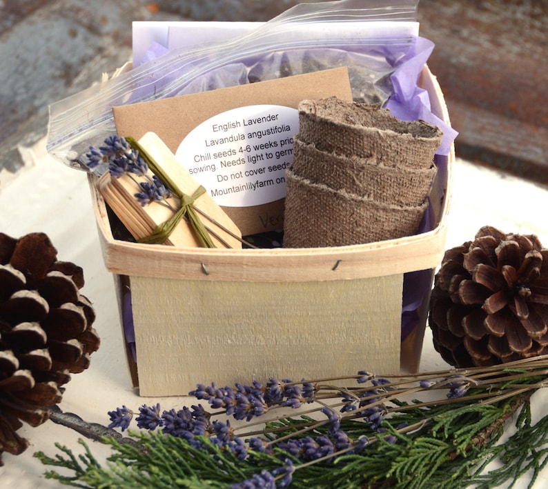 Lavender Plant Kit English Lavender Seeds in Gift Basket Etsy