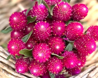 Carmine Pink Gomphrena Seeds: Globe Amaranth for Cut Flower Gardens (25 Seeds)