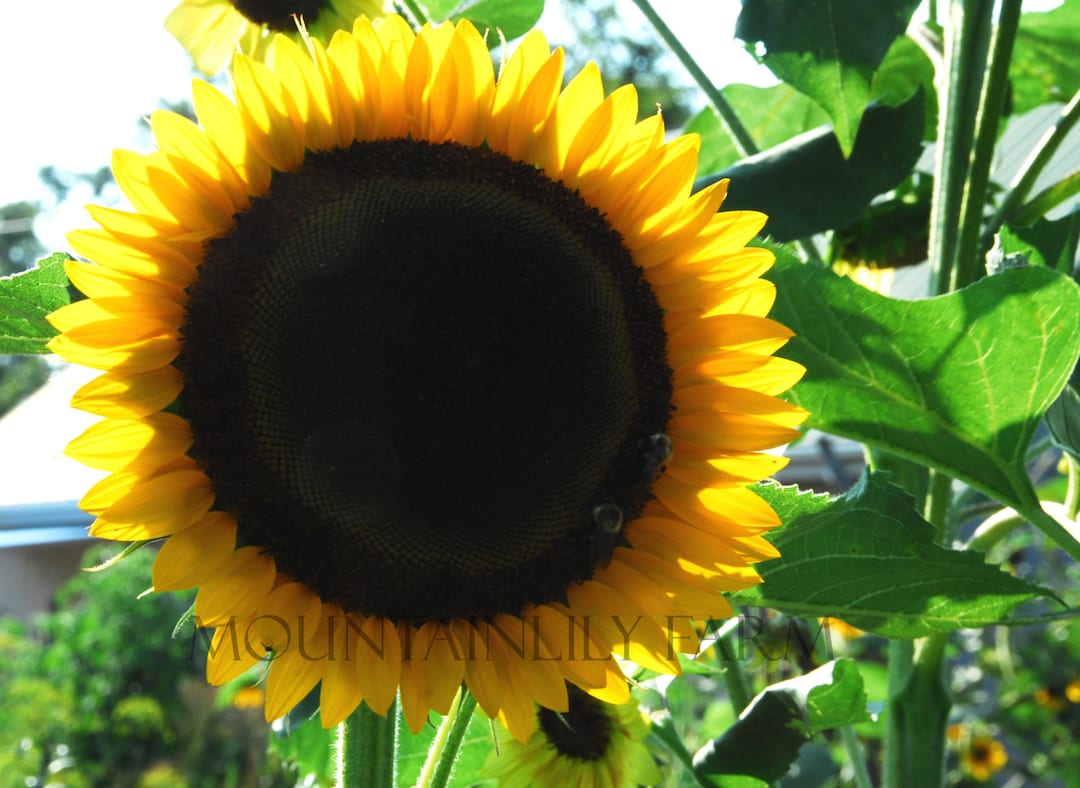 Taiyo Sunflower Seeds, Heirloom Sunflowers, Great for Cut Flower