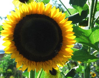 Taiyo Sunflower Seeds, Heirloom Sunflowers, Great for Cut Flower Gardens, Annual Sunflower Seeds