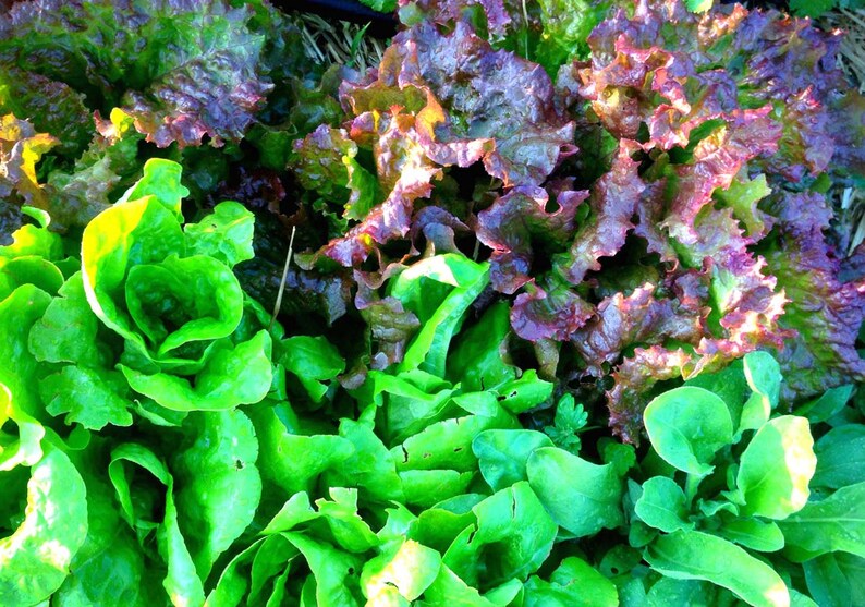 Lettuce Seed, Mixed Lettuce Blend, Red Leaf Lettuce, Green Lettuce, Great for Small Space Gardens Heirloom Lettuce Non GMO Lettuce Varieties image 4