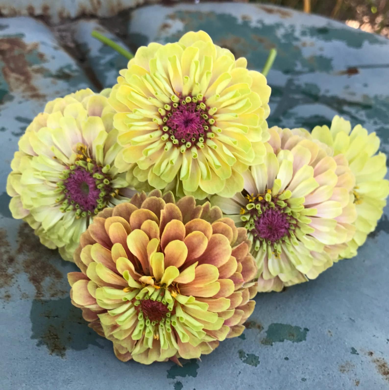 Queen Lime Blush Zinnia Zinnia Seeds for Cut Flower Gardens Etsy