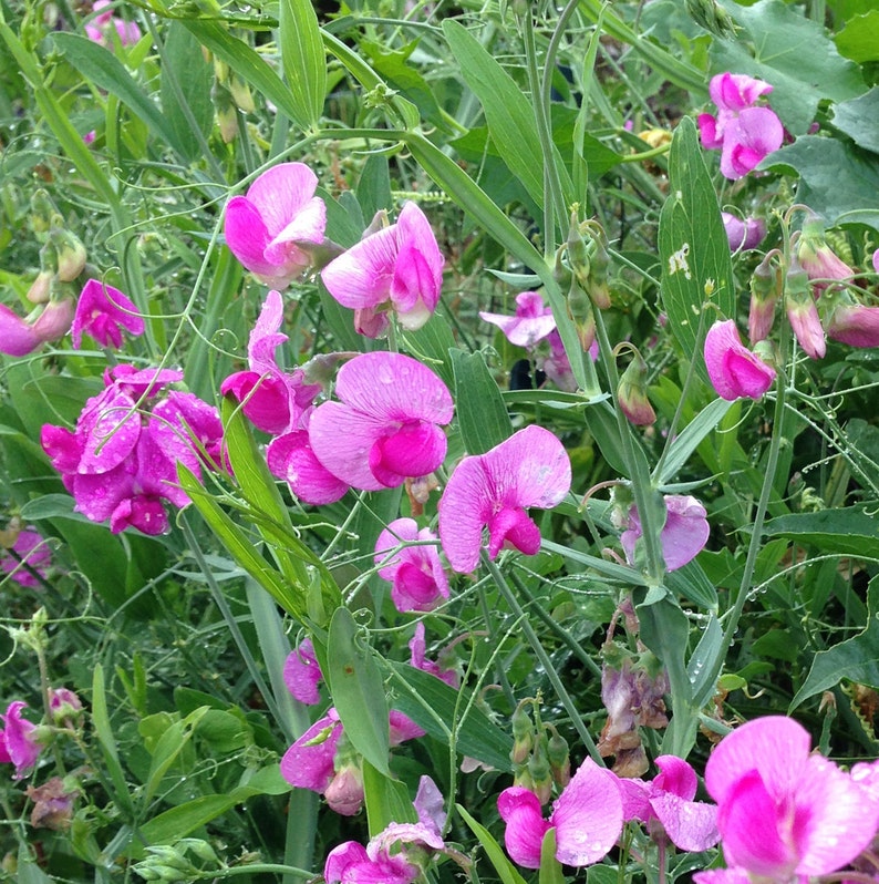 Perennial Sweet Pea Seeds Lathyrus latifolius Perennial Etsy