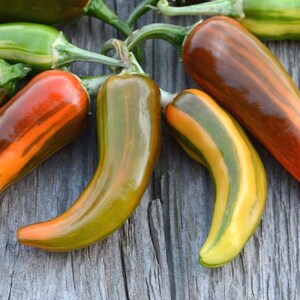 striped peppers, Fish hot peppers are great for container gardens