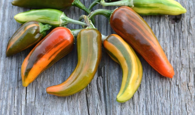 striped peppers, Fish hot peppers are great for container gardens