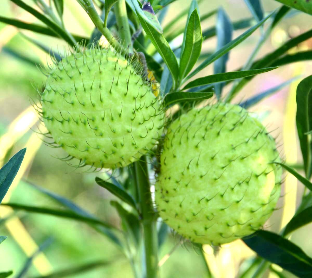 Hairy balls plant seeds