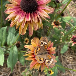 Sahara Black Eye Susan, 45 Seeds Rudbeckia Sahara image 4