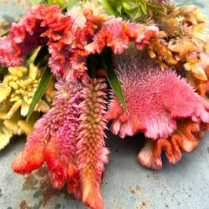 Fruit Sorbet Celosia Mix, 50 Seeds Celosia in Mixed Colors and Shapes
