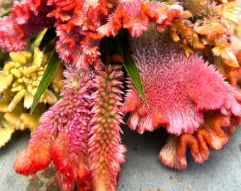 May include: A bouquet of pink, red, and yellow celosia flowers with green stems. The flowers are arranged in a cluster and have a feathery texture.
