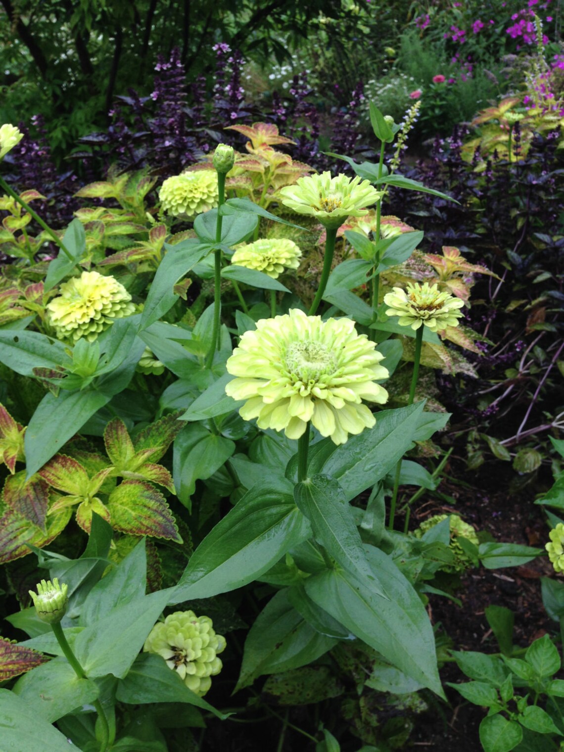 Benary's Giant Lime Zinnia Green Zinnia Seeds Heirloom Etsy