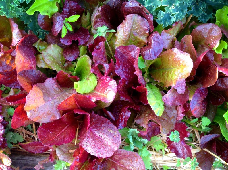 Lettuce Seed, Mixed Lettuce Blend, Red Leaf Lettuce, Green Lettuce, Great for Small Space Gardens Heirloom Lettuce Non GMO Lettuce Varieties image 3