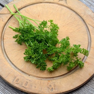 Curled Parsley Seed, Curly Parsley Herb Seeds Great for Container Gardens and Butterfly Gardens, Host Plant for Swallowtail Butterflies