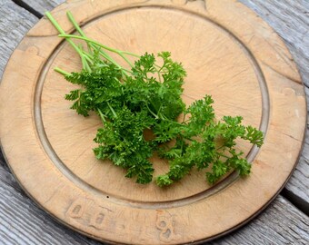 Curled Parsley Seed, Curly Parsley Herb Seeds Great for Container Gardens and Butterfly Gardens, Host Plant for Swallowtail Butterflies