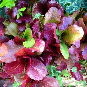 Mixed lettuce seeds included in the heirloom vegetable garden gift basket.