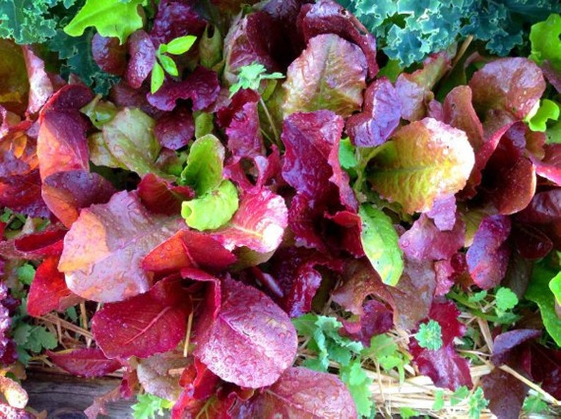 Mixed lettuce seeds included in the heirloom vegetable garden gift basket.