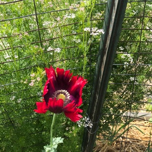 May include: A vibrant red poppy flower with a dark purple center and yellow stamens blooms in a garden. The flower is in front of a wire fence and green foliage.