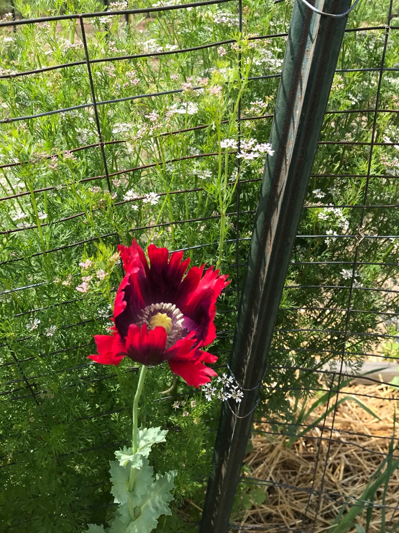 May include: A vibrant red poppy flower with a dark purple center and yellow stamens blooms in a garden. The flower is in front of a wire fence and green foliage.