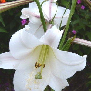 Lily Seeds, Formosa Lily Seeds, Heirloom Lily, 200 Flower Seeds, Lilium formosanum, Fresh From This Year's Crop image 4