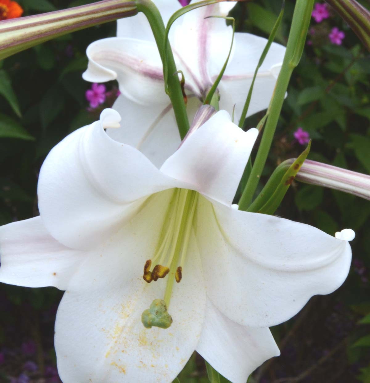 25 Semi Di Giglio Rosa Formosa (Lilium Formosanum) - Gigante, Altezza 5 25 Semi Di Giglio Rosa Formosa (Lilium Formosanum) - Gigante, Altezza 5