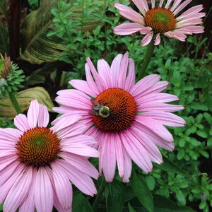 bees visiting echinacea purpurea flowers